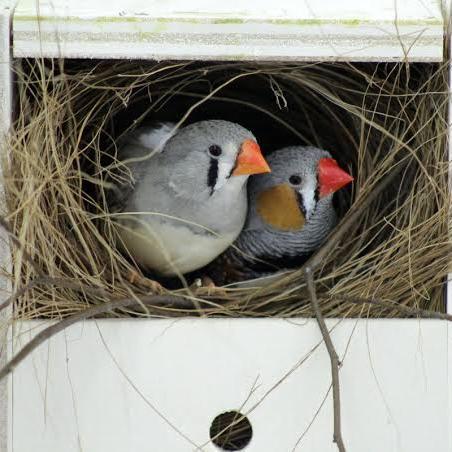 Sepasang Burung Zebra Finch Siap Produksi
