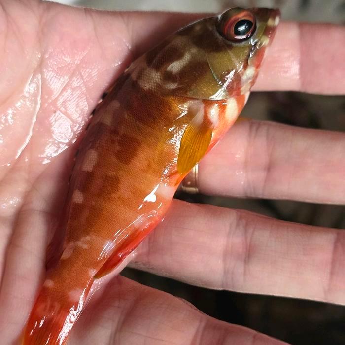 ikan kerapu merah hias air laut. kerapu lodi merah hidup.