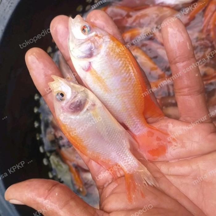 paket bibit ikan nila gesit warna uk 2 jari full isi 50 ekor