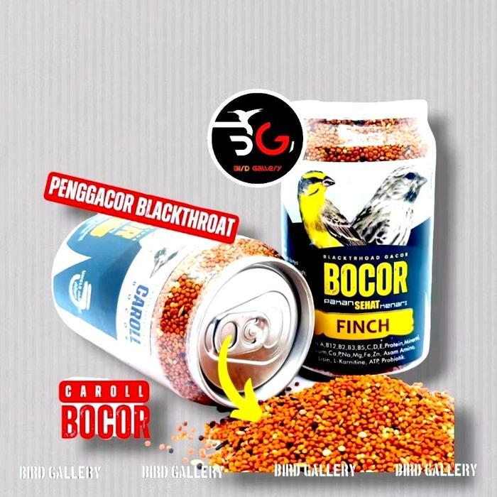 BOCOR BLACKTHROAT PAKAN BURUNG BLACKTHROAT CAROLL