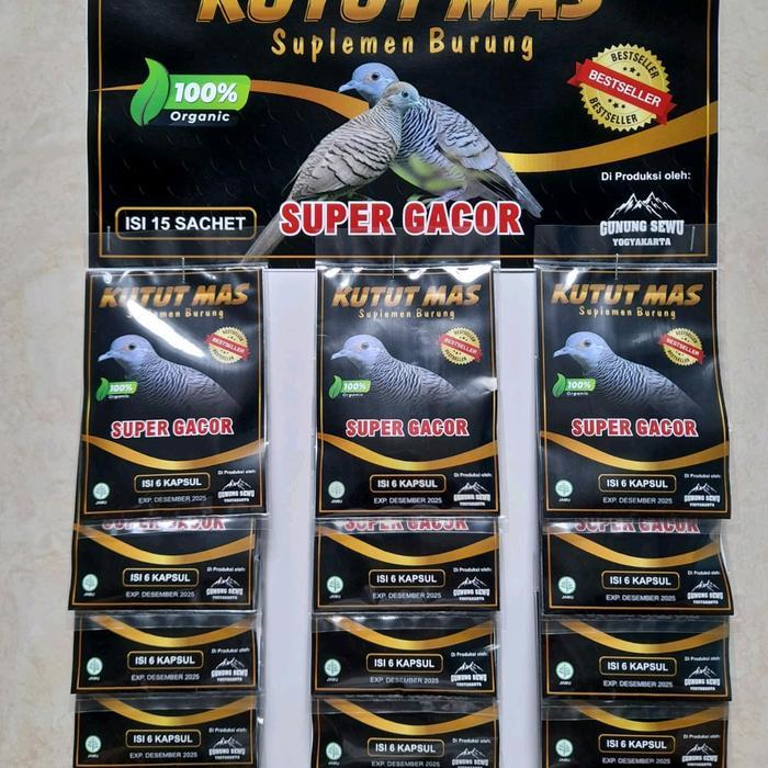 ASLI KUTUT MAS, RAWATAN HARIAN BURUNG PERKUTUT READY STOCK