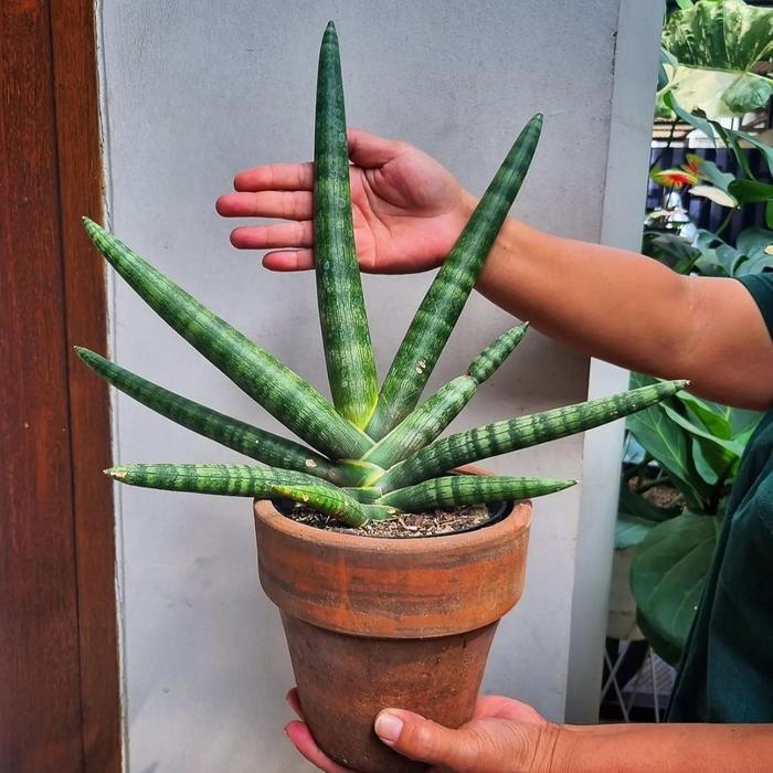 PROMO tanaman hias sansivera tombak sansivera boncel sansivera silindrika