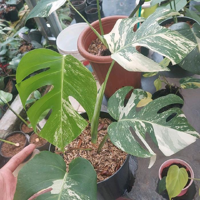 Tanaman Hias Monstera Variegata - monstera variegata - Monvar