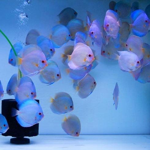 Discus Blue Diamond / Ikan Discus / Ikan Hias / Diskus /Ikan Aquascape Tbk
