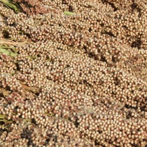 Benih Sorgum Pahat 30 Biji Varietas Unggul untuk Pangan dan Pakan