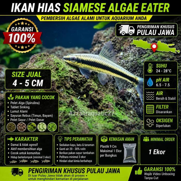 Ikan Hias Siamese Algae Eater 4-5 Cm SAE Pemakan Lumut Aquarium Ikan Pembersih Alga Aquascape