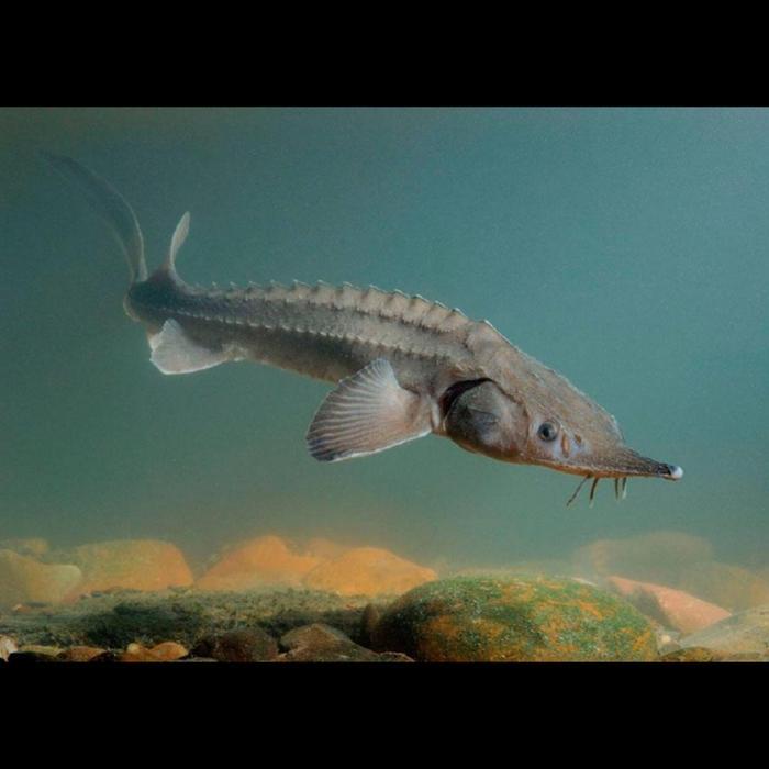 TERLARISSSS Ikan Acipenser Beluga Sturgeon