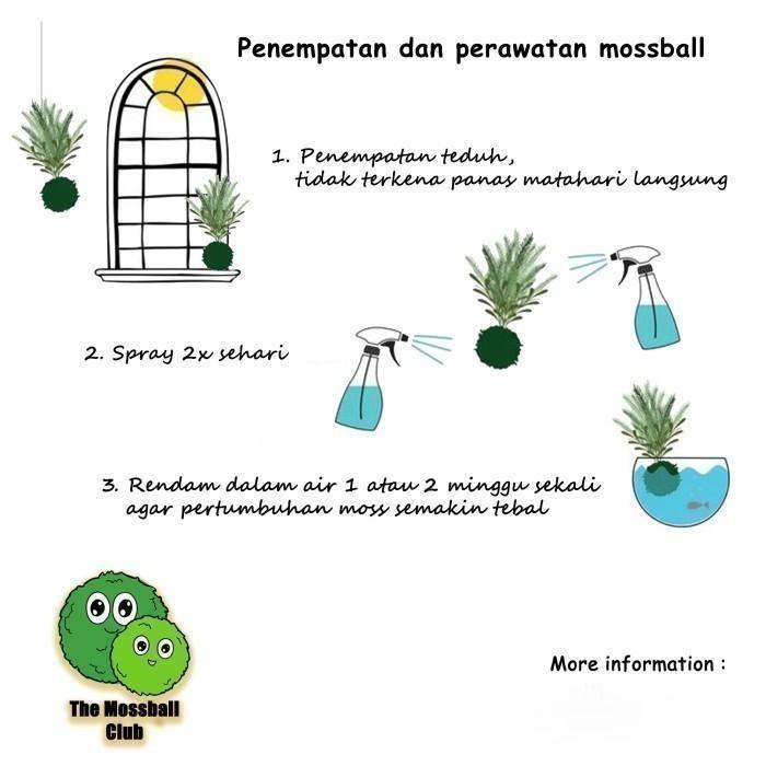 Kokedama - Platycerium Bifurcatum Tanduk Rusa Tanaman Penghias Dinding