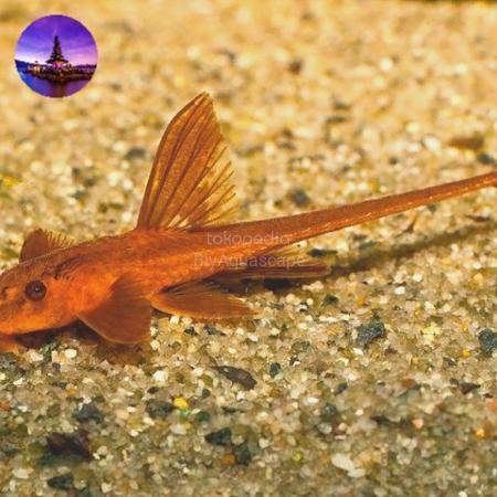 IKAN PEMAKAN LUMUT RED LIZARD