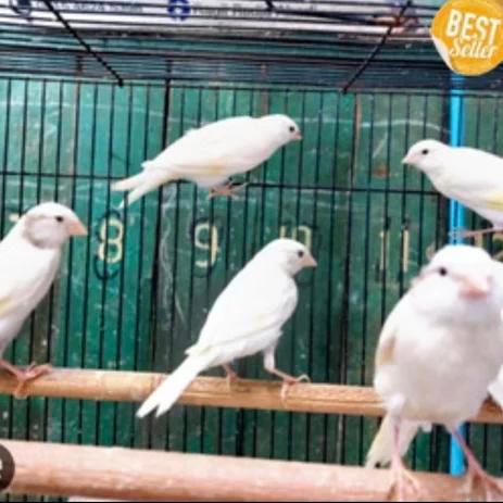 BURUNG KENARI LOPER PUTIH BETINA SIAPAN
