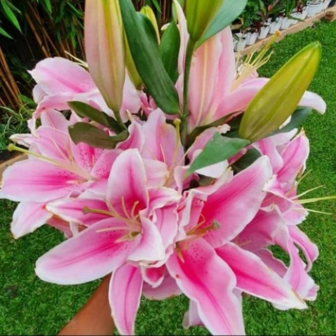 bunga Lily asli cantik fresh segar / bunga Lily harum /lokal