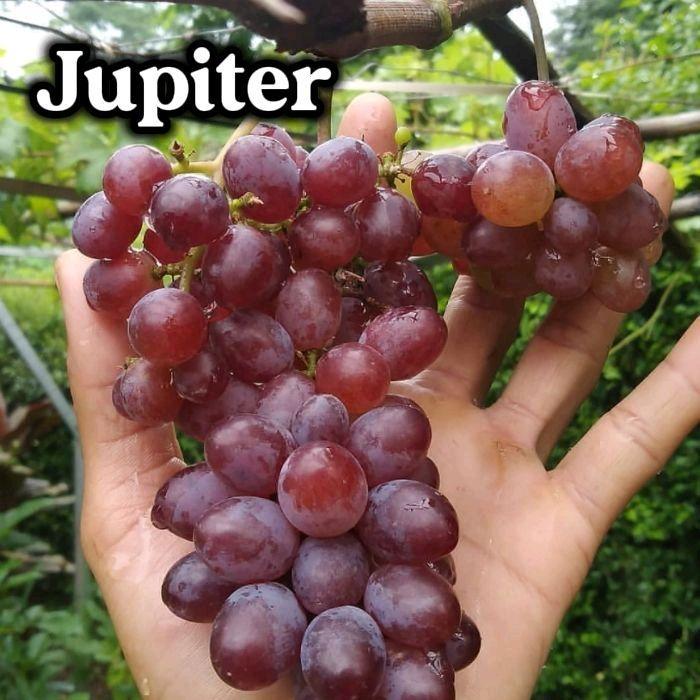Bibit Anggur Jenis Jupiter Hasil Grafting Tinggi 30cm Siap Tanam