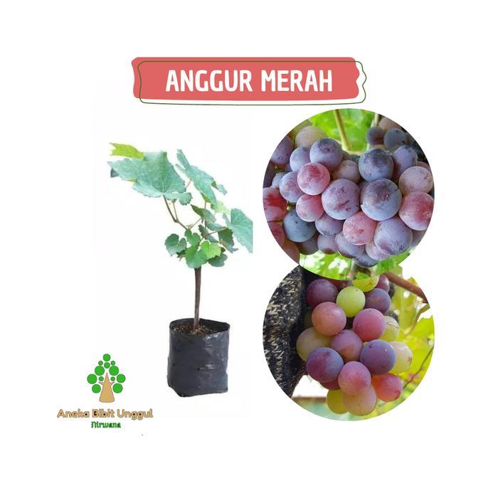 bibit buah anggur merah super pasti berbuah HALAL