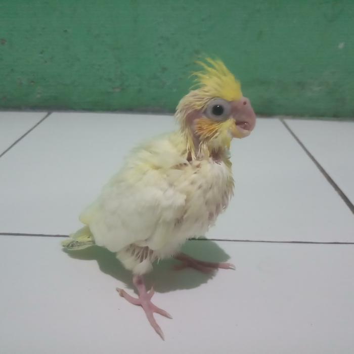 ANAKAN BURUNG LOLOHAN FALK AUSTRALIA MURAH