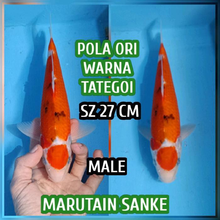Terlaris Koi Blitar Marutain Sanke Ready Kohaku Showa Chagoi