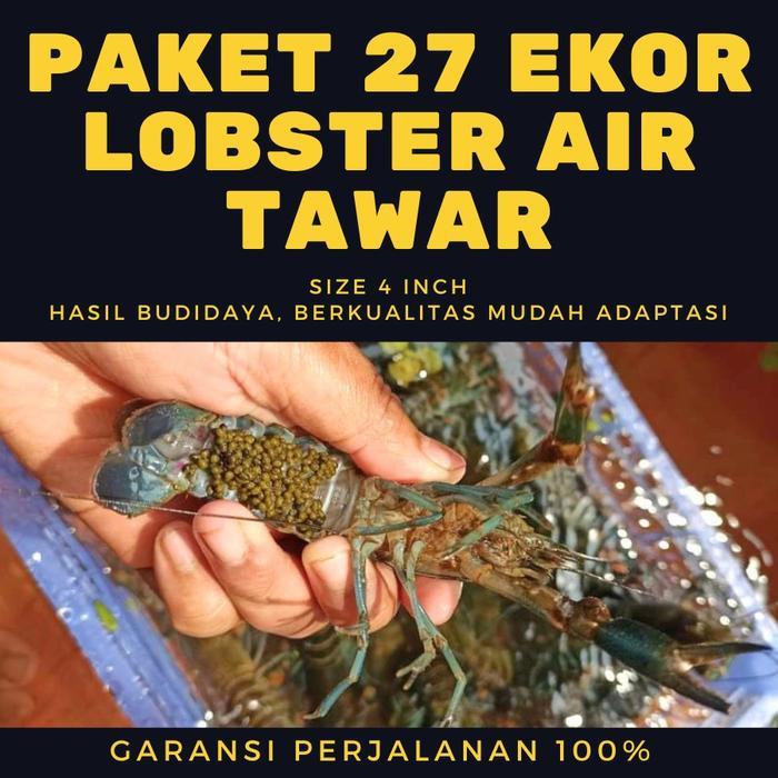 Lobster Air Tawar Hidup Ukuran 2-4 Inch untuk Budidaya dan Konsumsi