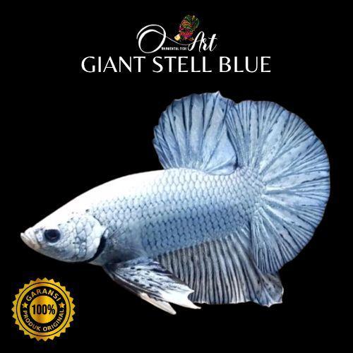 Fish Art Ikan Cupang Giant Stell Blue Hmpk Size Body Only 5cm