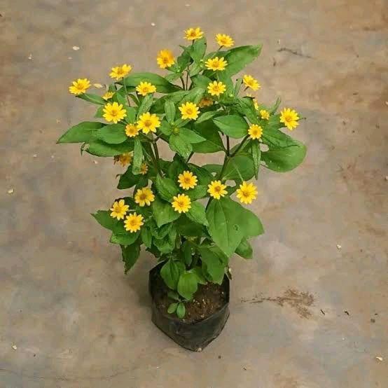 Moonieshopline Tanaman Hias Bunga Matahari Mini / Bunga Matahari / Pohon Bunga Matahari / Tanaman