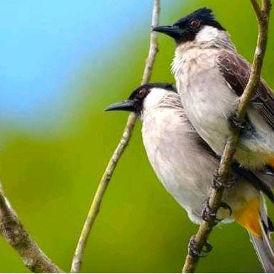 BURUNG KUTILANG SEPASANG JANTAN DAN BETINA