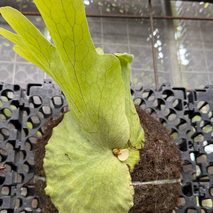 platycerium grande sulawesi
