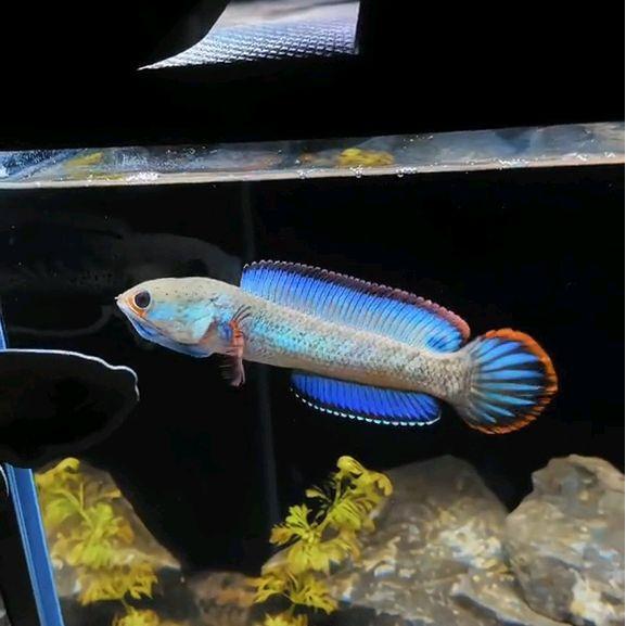 Ikan Channa Blue Bengal Ukuran 3-4cm Siap Pelet