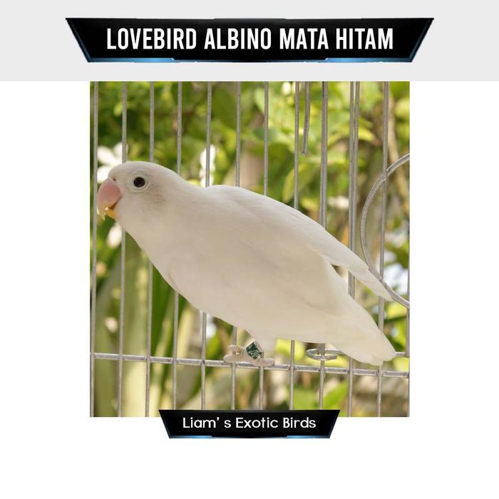 Burung Lovebird Albino Mata Hitam