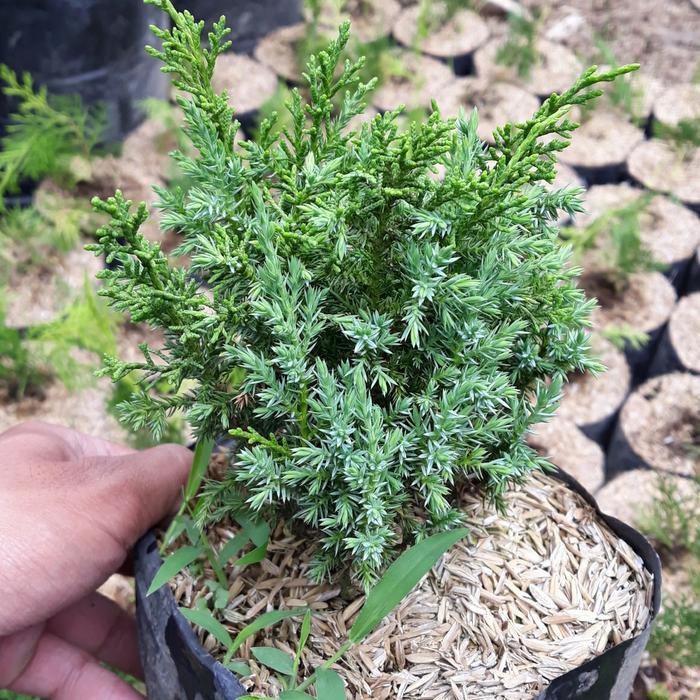 TANAMAN HIAS BAHAN BONSAI CEMARA SARGENTI JARUM