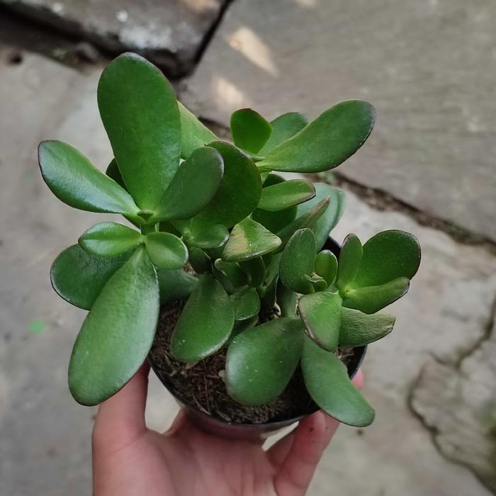 Sukulen Jade Plant/Sukulen dolar/Crasulla ovata