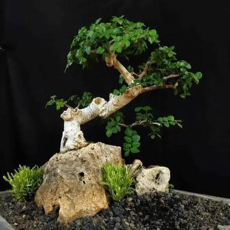 Bonsai serut starblues asper bonsai setengah jadi bonsai model