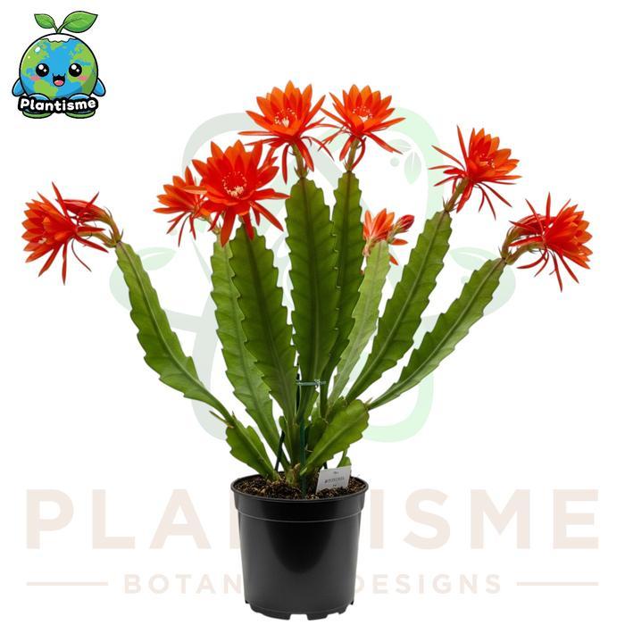 Tanaman Hias Red Orchid Cactus Disocactus Ackermannii Wijaya Kusuma Tanah Merah Bunga Besar Gantung