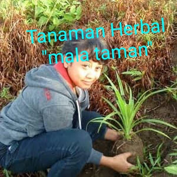 Tanaman pandan duri