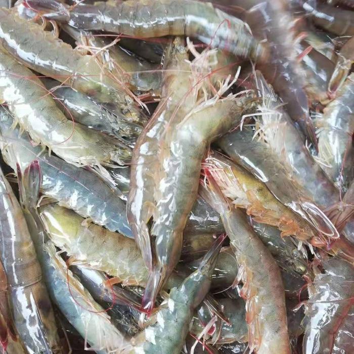 Promo Udang Vaname Hidup Terlaris