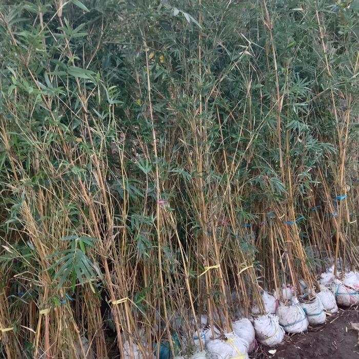 Tanaman Bambu Kuning Mini