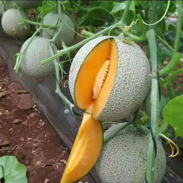 Josjismatt_ Benih Bibit Melon Aiko F1 500 Butir, Tipe Jumbo, Tahan Virus Kriting Daun Dan Kuning
