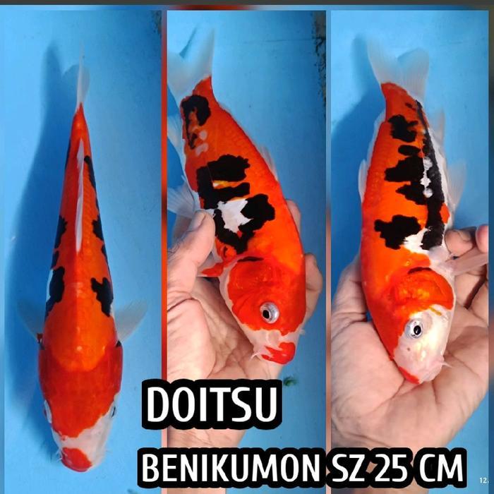 Terlaris Ikan Koi Blitar Benikumonriu Ready Kohaku Sanke Chagoi Dll