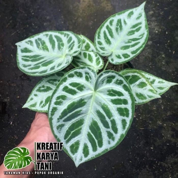 PROMO Anthurium Dorayaki Silver Blush - Dorayaki Silver Blush