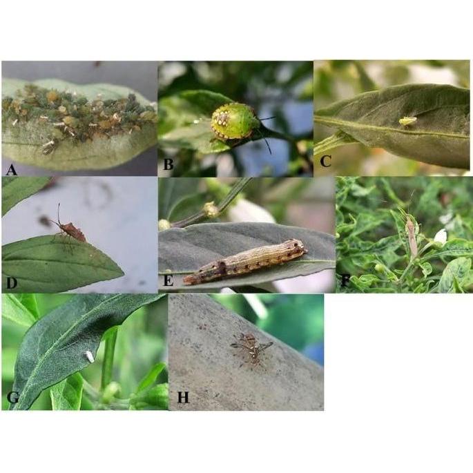 TOPDOR 10WP 100 gram - Insektisida Sistemik Pestisida Serangga Tanaman