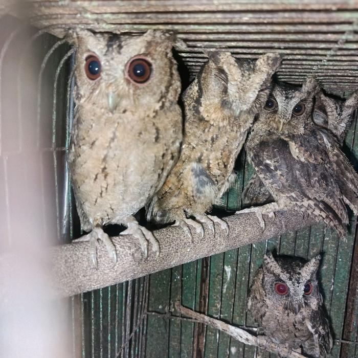 BURUNG HANTU CELEPUK LIAR ALAM