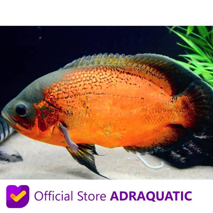 IKAN HIAS OSCAR PARIS TEMBAGA CICHLID AIR TAWAR