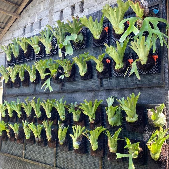 Tanaman platycerium wandae/simbar papua besar