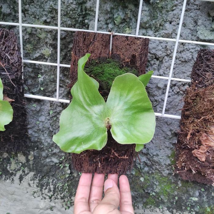 Platycerium Neptune baby