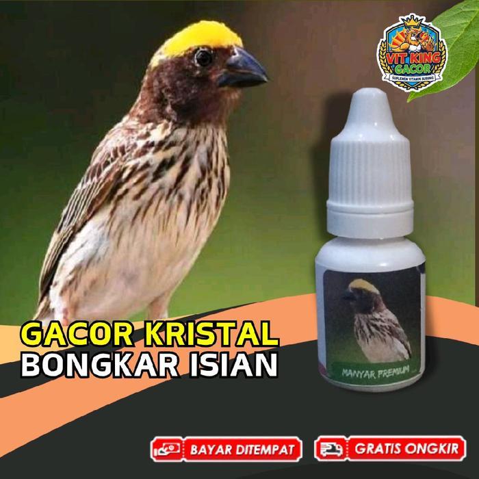 Vitamin Burung Manyar Emas Gacor