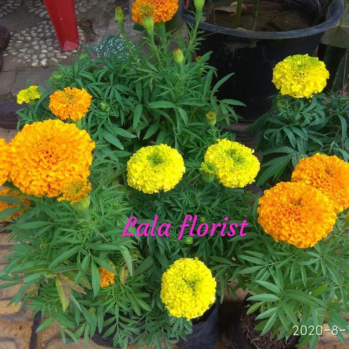 tanaman bunga marigold + pot putih