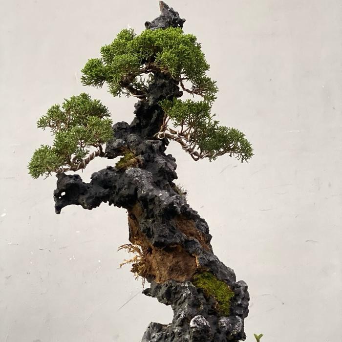 Bonsai Cemara juniperus sargenti itoigawa (on the rock)