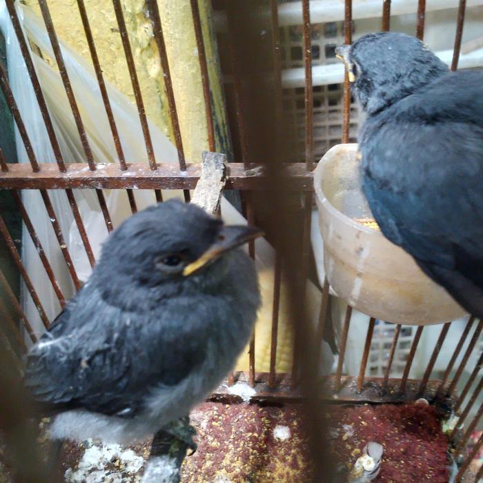 anakan burung kekep babi pilihan