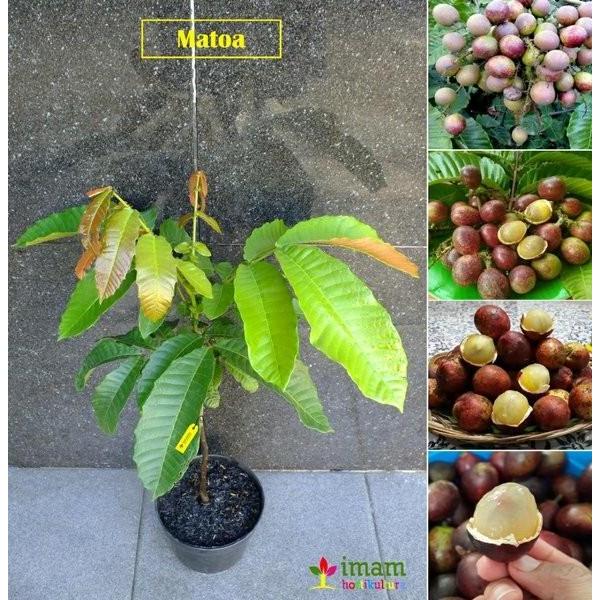 Bibit Tanaman Buah Matoa-Bibit Matoa Cangkok/Sambung HOKYYY