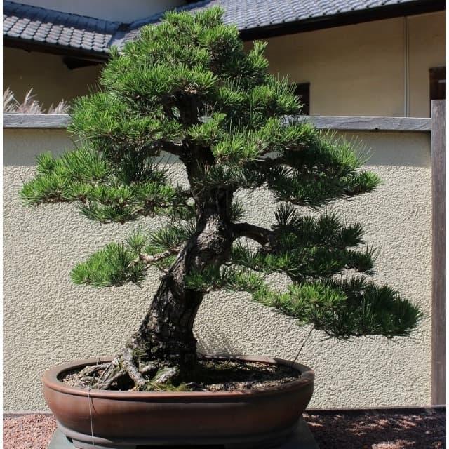 Bibit Benih Biji Pohon Japanese Black Pine Bonsai Pinus Hitam