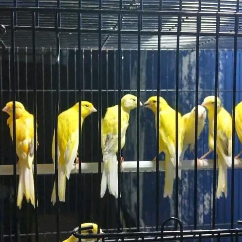 Burung Kenari F2 SF dengan Postur Melengkung Kualitas Terjamin Bbsf x F2 SF Ciri Khas Postur