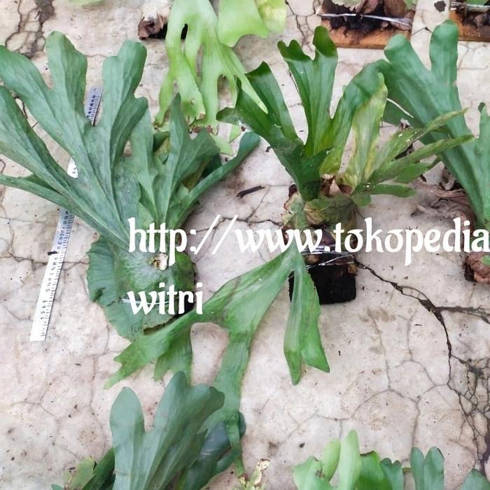 platycerium Wandae simbar papua