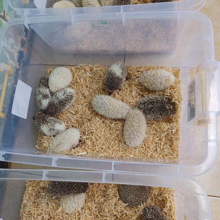 landak mini anakan murah berkualitas